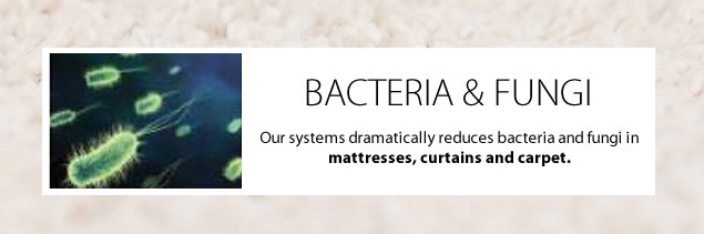 remove-bacteria - fungi-carpet-cleaning
